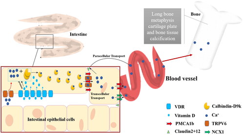 Figure 3. Calcium is absorbed in the proximal intestine and transported to bones via paracellular transport and transcellular transport. VDR: VitD receptor; TRPV6: transient receptor potential vanilloid type 6; NCX1: Na+-Ca2+ exchanger 1.