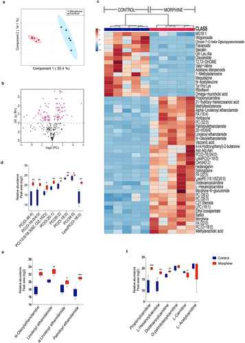 Figure 2. Morphine use results in broad changes in small intestinal metabolome. (a) Score plot showing Partial Least Squares-discriminant analysis (PLS-DA) of morphine and control ileal metabolite profile (variance is explained by PC1 (55.4%) and PC2 (14.1%)). (b) Volcano plot showing most significant metabolites identified by univariate analysis. 115 out of 243 metabolites were significantly different in morphine compared to control samples. (c) Heat map showing top 50 metabolites significantly altered across control and morphine groups. Box plots showing log2 fold changes in relative abundance (Peak area) of (d) phosphocholines, (e) N-acylethanolamines, and (f) carnitines. n = 5 per group. Data (d, e, and f) were analyzed using moderated t-test; the box-and-whisker plot indicates the minimum and maximum distribution (whiskers) and the upper and lower quartile limits (box), with the median value shown as a line. *p adj ≤ .05, **p adj ≤ .01, ***p adj ≤ .001, ****p adj ≤ .0001.