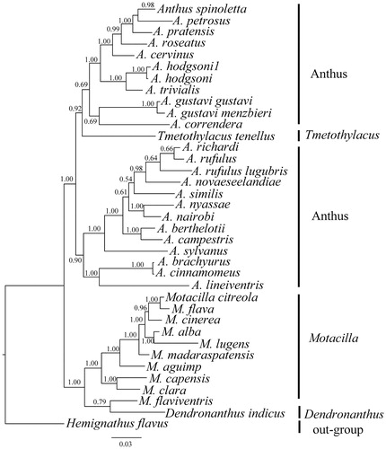 Figure 1. Inferred phylogenetic relationships among Motacillidae based on the ND2 and Cytb gene using Bayesian inference (BI). Numbers at each node indicate percentages of Bayesian posterior probabilities (BPPs). GenBank accession numbers for ND2 and Cytb are: Anthus spinoletta (None, LN650643), A. petrosus (None, APU46772), A. pratensis (AY259440, APU46774), A. roseatus (KJ455325, KJ456195), A. cervinus (None, ACU46776), A. hodgsoni1 (KJ455323, KJ456193), A. hodgsoni (KX189345), A. trivialis (KP671568, None), A. gustavi gustavi (HM538381, None), A. gustavi menzbieri (HM538396, None), A. correndera (KP671555, None), A. richardi (None, ARU46770), A. rufulus (None, KJ456194), A. rufulus lugubris (KJ455324, None), A. novaeseelandiae (KC545397, KC545397), A. similis (KJ455326, J456196), A. nyassae (None, JQ796089), A. Nairobi (None, AM231754), A. berthelotii (None, EU047723), A. campestris (JN614730, JN614900), A. Sylvanus (KJ455327, KJ456197), A. brachyurus (None, AF526450), A. cinnamomeus (AY329410, AY329447), A. lineiventris (KP671561, None), Motacilla citreola (KJ455509, AF526442), M. flava (KC759314, AF526468), M. cinerea (KJ455508, NC027933), M. alba (NC029229, EU167005), M. lugens (NC029703, NC029703), M. madaraspatensis (KJ455510, KJ456348), M. aguimp (GQ369693, AF526466), M. capensis (AY329427, AY329464), M. clara (KP671575,AF526469), M. flaviventris (None, AF526446), Tmetothylacus tenellus (KP671579, None), Dendronanthus indicus (KP671571, None) and Hemignathus flavus (KM078780, KM078780).