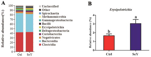 Figure 5. Relative abundance of the cecal microbiota at the class level in the Ctrl and SeY treatments based on the 16S rDNA gene sequence. (A) Bar graph the top 10 class from samples. (B) The relative abundance of Erysipelotrichia was expressed as mean ± SEM. Values on each bar with no common letter differ significantly (p < .05).