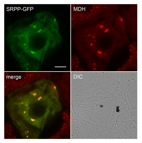 Figure 3. Localization of guayule SRPP-GFP to lipid droplets in a tobacco cell. Shown are representative epifluorescence micrographs of tobacco (Nicotiana tabacum) Bright Yellow-2 (BY-2) suspension-cultured cells, which serve as a well-characterized system for studying protein localization in plant cells.Citation18 BY-2 cells were transiently transformed via biolistic bombardment with plasmid DNA encoding full-length guayule SRPPCitation12 (GenBank number AF541942) C-terminally fused to the N terminus of the green fluorescent protein (SRPP-GFP). Following bombardment, cells were incubated in linoleic acid, which induces a dramatic increase in the number and size of lipid droplets in these cells (see ref. Citation9 for additional details), and then incubated with monodansylpentane (MDH), which is a blue-fluorescing marker dye for lipid droplets in living cells.Citation19 Note that the fluorescence attributable to the MDH-stained lipid droplets is false colorized red. The yellow color in the merged images represents obvious co-localizations between SRPP-GFP and MDH-stained lipid droplets, most of which have coalesced, apparently due to the ectopic (over)expression of the fusion protein. These larger coalesced structures are not observed in the neighboring non-transformed cells wherein lipid droplets are usually dispersed throughout the cytosol. Similar coalescence of lipid droplets was observed in BY-2 cells transiently overexpressing Arabidopsis LDAP (Gidda SK, Watt SC, and Mullen RT, unpublished), as well as in various other cells types in which other lipid droplet proteins, such as perilipin 1 and the ancient ubiquitous protein 1, are ectopically (over)expressed.Citation20,Citation21 Shown also is the corresponding differential interference contrast (DIC) image. Bar = 10 μm.