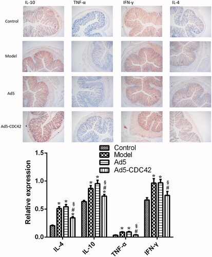 Figure 4. The immunohistochemical results of IL-4, IL-10, TNF-α, and IFN-γ in the colon tissues of various groups. Target proteins were displayed in brown. Magnification × 100. Control: the control group; Model: the model group; Ad5: the Ad5 group (adenovirus empty vector); Ad5-CDC42: the Ad5-CDC42 group (CDC42 adenovirus expression vector). *p < .05 vs. control. #p < .05 vs. Model. §p < .05 vs. Ad5.