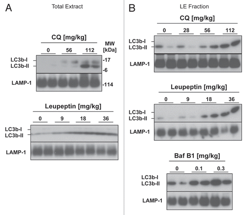 Figure 1 Comparison of lysosomal inhibitors for measuring macroautophagic flux in vivo. Mice received intraperitoneal (i.p.) injections of leupeptin, chloroquine or bafilomycin B1 at the indicated doses and were sacrificed 4 h later. (A) Western blot analysis of LC3b in liver total extracts (20 µg per lane, n = 2 animals per group). (B) Western blot analysis of LC3b in the liver LE fractions (10 µl per lane equivalent to 5% of the fractions by volume, n = 2 animals per group). LAMP-1 western blots are shown as loading controls.