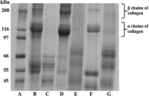 Figure 1. SDS–polyacrylamide gel electrophoresis of PSC extracted from fresh and cooked jumbo squid (Dosidicus gigas) muscle. (A) Molecular weight markers, kDa; (B) PSC from fresh fins; (C) PSC from cooked fins; (D) PSC from fresh mantle; (E) PSC from cooked mantle; (F) PSC from fresh arms; and (G) PSC from cooked arms.