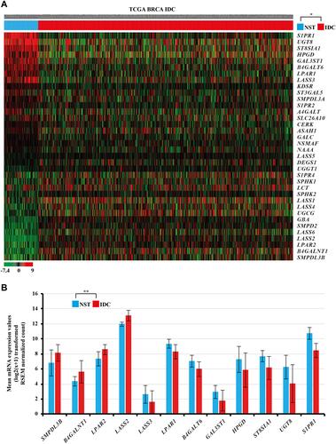 Figure 2 (A) Heat map showing significantly altered mRNA expression of the sphingolipid metabolism‑related genes in female IDC tissues compared with female NST obtained from TCGA BRCA cohort. In the data shown in matrix format, each row represents an individual gene and each column represents a single tissue. Each cell in the matrix represents the relative mRNA expression level of a gene feature in an individual tissue. The red and green in the cells represent relatively high and low expression levels, respectively, as indicated by the scale bar. The samples are sorted into the NST group on the left and the IDC group on the right. Each cells is arranged in descending order of the mean difference between the scaled mRNA expression levels of each gene in the NST and IDC groups. *Student’s t-test, P<0.05 (NST versus IDC). (B) Relatively altered mRNA expression levels of various sphingolipid metabolism-related genes in IDC samples obtained from TCGA BRCA. **Student’s t-test, P<0.001, |2FC| ≥ 1.0.