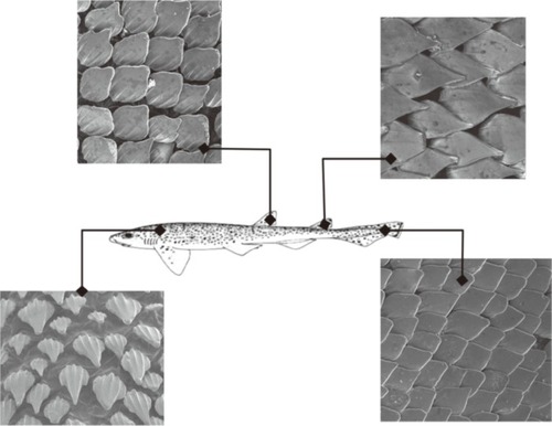 Figure 4 SEM images illustrating the variation in dermal denticle shapes across the body surface of Scyliorhinus canicula.Note: © IOP Publishing. Reproduced with permission from Sullivan T, Regan F. The characterization, replication and testing of dermal denticles of Scyliorhinus canicula for physical mechanisms of biofouling prevention. Bioinspiration and Biomimetics. 2011;6(4):046001, doi: 10.1088/1748-3182/6/4/046001. All rights reserved.Citation32Abbreviation: SEM, scanning electron microscopy.