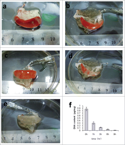 Figure 1. Decellularization of rat spleens. (a–e) Representative images of rat spleen during decellularization process at 0h (a), 1h (b), 3h (c), 6h (d), and 9h (e). (f) Representative the residual DNA content in the decellularized spleen matrix during the different time points.