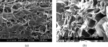 Figure 1 (a) SME micrograph of the porous collagen/chitosan/HA tri-copolymer scaffold. (b) SME micrograph of the porous collagen/hyaluronan/chitosan tri-copolymer scaffold incubation in DMEM medium after 21 days.