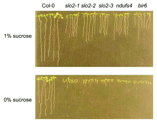 Figure 2.slo2 mutants show a phenotype similar to other complex I mutants on media with and without sucrose. Seeds of Col-0, 3 slo2 alleles, bir6, and ndufs4 were sown on ½ MS medium with or without sucrose. Pictures were taken after 7 d.