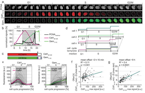 Figure 1. FUCCI dynamics are offset from S phase. a) Selected images from wide field time-lapse imaging of a U2OS cell expressing mTurq2-PCNA and FUCCI fragments Cdt130-120-mCherry and Gem1–110-Citrine. One frame from each hour beginning after cytokinesis is shown with the nucleus outlined; numbers in the upper strip indicate hours since mitosis. Scale bar 10 µm. b) Quantification of fluorescence signals from the single cell presented in 1A. Mean fluorescence intensity of FUCCI fragments within nuclear regions were normalized to their maximum values. The PCNA signal variance produced by PCNA loading into nuclear foci was analyzed as described in Materials and Methods; the gray rectangle marks S phase. c) Schematic of the two fluorescent fragments used in FUCCI reporters from Sakaue-Sawanao 2008 and closely related derivatives [Citation4]. The human Cdt1 S31 phosphorylation site is indicated by a circle. Human geminin motifs for targeting by APCCdh1, D box (magenta line), and KEN motifs (blue lines) are marked. d) Illustration of the time warping method to align many traces from individual cells for inspection of cell cycle phase transitions (for details see Materials and Methods). e) Single cell traces (gray lines) and mean (magenta and green) of FUCCI reporter dynamics in individual U2OS cells of a clonal population. All traces were warped as in 1D, the total time between cell divisions is set to one hundred percent, and gray rectangles show the median S phase period of the population based on PCNA foci. Cells were imaged every 10 min (n = 107). f) The correlation of the Cdt130-120 maximum signal (see 1C) and the time delay between S phase onset determined by PCNA foci and the time of Cdt130-120 peak in individual cells in 1E. The teal line represents the best fit linear model. g) The correlation of the Cdt130-120 maximum signal (see 1C) and the time delay between S phase onset determined by PCNA foci and the disappearance of Cdt130-120 signal (as indicated by Cdt1 min in 1B) in individual cells in 1E. The teal line represents the best fit linear model.