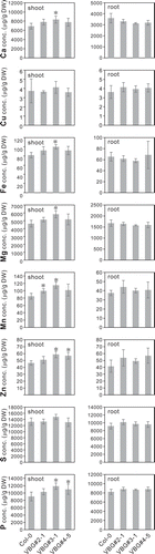 Figure 5. Various microelement concentrations in lines expressing VBG under As(III) stress