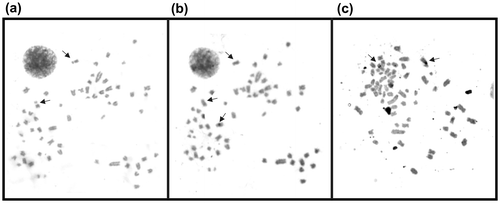 Figure 2. Loricaria simillima: (a) conventional Giemsa staining; arrows indicate the eighth pair. (b) C-banding technique; arrows indicate the NOR bearing pair and an acrocentric chromosome with conspicuous interstitial band. (c) Silver staining; arrows indicate the NOR bearing pair.