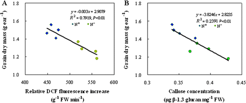 Figure 6.  Correlations between grain dry mass and ROS concentration (A) and between final grain dry mass and callose deposition (B) in wheat peduncle. The eight dots correspond to two N levels and four replicates.