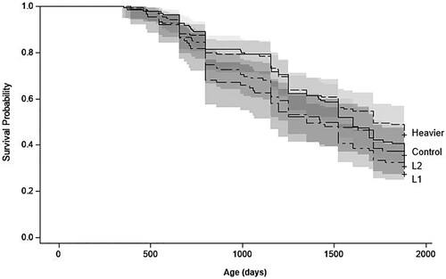 Figure 9. Predicted retention curves and 95% confidence intervals (grey area) of the ewes based on treatments (Heavier vs. Control vs. L1 vs. L2) until weaning of the fifth litter (d1882) with a hypothetical culling policy: ewe lambs that were not pregnant at pregnancy diagnosis (d293) or whose entire litter died were not culled in 2018, and then culled if between production year 2 (2019) and 5 (2022), they were non-pregnant ewes at pregnancy diagnosis (d656, d990, d1350 and d1711) or their entire litter died before weaning (d769, d1155, d1522 and d1882). Heavier: ewes born as twins to mixed-age ewes and grown to 48 kg by ewe lamb breeding (d209); Control: ewes born as twins to mixed-age ewes and grown to 44 kg by d209; L1: ewes born to ewe lambs as singletons; L2: ewes born to ewe lambs as twins.