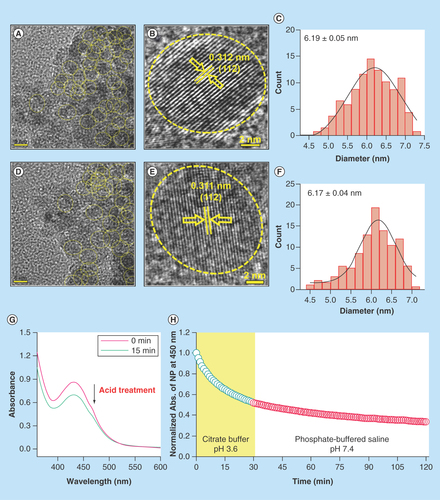 Figure 2.  Effect of acid treatment on physicochemical characteristics of C-Mn3O4 nanoparticles.(A) TEM image of nanoparticle (NP) at pH 7.4. (B) HRTEM image of NP at pH 7.4. (C) Size distribution of NPs at pH 7.4. (D) TEM image of acid treated (pH 3.6) NP. (E) HRTEM image of acid treated (pH 3.6) NP. (F) Size distribution of acid treated (pH 3.6) NPs. (G) Change in absorbance of NPs due to acid treatment. (H) Change in absorbance at 430 nm of NPs during acid treatment and stability after acid treatment.HRTEM: High-resolution TEM; TEM: Transmission electron microscopy.