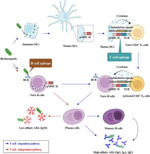 Figure 2. The schematic illustration of T cell-dependent and -independent B cell activation pathways. DC, dendritic cell. pMHC II, peptide-MHC II complex. TCR, T cell receptor. BCR, B cell receptor. The graph was created on BioRender.com.
