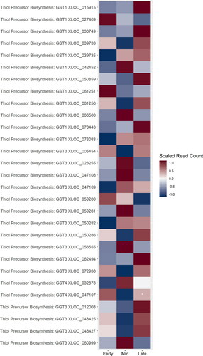 Figure 7. A heatmap of gene expression patterns scaled across development stages for putative homologs of genes within the thiol precursor biosynthesis pathway. Gene acronyms are defined in Figure 1. XLOC numbers refer to the gene sequence available on hopbase.org. Asterisks indicate expression levels are significantly different from the previous developmental stage with a BH-adusted p-value < 0.05. * = logfold-change > 2 or < -2; ** = logfold-change > 4 or < -4; *** = logfold-change > 6 or < -6.