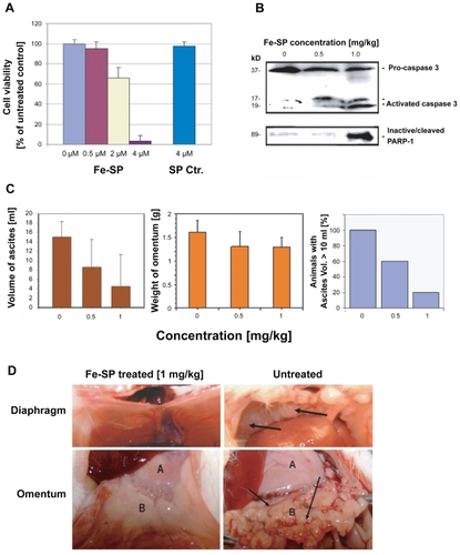 Figure 5 Chemotherapeutic effect of Fe-SP in an animal ovarian cancer cell model. (A) Effect of Fe-SP on the viability of rat ovarian cancer cells (NUTU-19) in vitro. Rat ovarian cancer cells (NUTU-19) were plated into 96 well flat bottom plates and treated with various concentrations (0.5–4 μM) of Fe-SP or 4 μM noncomplexed SP. The MTS viability assay was carried out as described (Materials and Methods). (B) In vivo activation of Caspase-3 and in-activation of PARP-1 in ovarian cancer cell-derived tumors after Fe-SP treatment. NUTU-19 derived tumor tissue of nontreated or Fe-SP treated (0.5 mg/kg or 1.0 mg/kg bodyweight) rats was pooled for each treatment group. Cell lysates were prepared in the presence of a broad range of proteinase inhibitors to prevent protein degradation and the expression of caspase-3 and PARP-1 was analyzed by immunoblotting (see Material and methods). Cell lysates 50 μg of total cellular protein/lane were separated on a 12% SDS-polyacrylamide gel. PARP-1 was visualized using a primary antibody solely recognizing the inactivated/cleaved protein. For caspase-3 an antibody which recognizes the full length pro-form as well as activated/cleaved fragments of the protein was used. Thus, a direct conversion of the precursor into activated caspase-3 was monitored for all samples allowing direct comparison of loading between samples from treated and nontreated animals. (C) Volume of ascites and weight of omentum from Fe-SP treated rats with SKOV-3 derived tumors. Graphs show a trend for decreased ascites and omental tumor burden after Fe-SP (0.5, 1.0 mg/kg) treatment. (D) Image of diaphragm and omentum. Example of complete response of a SKOV-3 derived tumor to Fe-SP at concentration of 1 mg/kg body weight. Following treatment both the diaphragm and omentum are disease free.