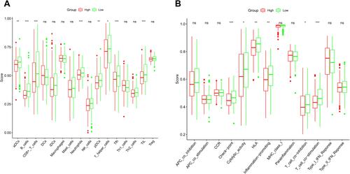 Figure 7 The comparison of the ssGSEA scores for the immune cells and immune pathways in the TCGA cohort. (A) The comparison of the enrichment scores of 16 types of immune cells between the high- and low-risk groups. (B) The comparison of the enrichment scores of 13 immune-related pathways between the high- and low-risk groups. Adjusted P values were showed as: *P < 0.05; **P < 0.01; ***P < 0.001.