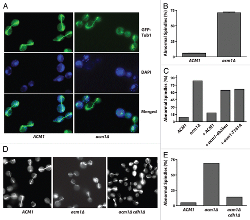Figure 1 Cells lacking Acm1 have spindle defects when mitotic exit is delayed. (A) cdc15-2 ACM1 and cdc15-2 acm1Δ cells expressing GFP-Tub1 were arrested at 37°C, fixed, treated with DAPI, and the spindle and DNA observed by fluorescence microscopy. (B) Quantification of abnormal spindles from (A) as described in Methods. Data are means of three experiments with standard deviations. (C) The indicated strains (cdc15-2 background) were quantified as in (B) (n > 500 cells per strain). Centromeric plasmids expressing Acm1 variants from the ACM1 promoter were used for complementation of cdc15-2 acm1Δ (+). (D) Same as (A), comparing cdc15-2, cdc15-2 acm1Δ and cdc15-2 acm1Δ cdh1Δ. (E) Quantification of abnormal spindles from (D) (n > 370 cells per strain).