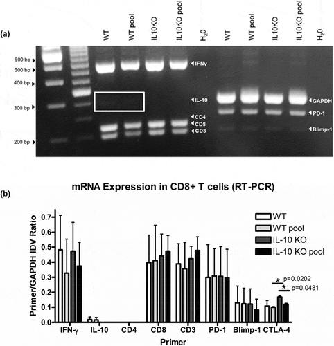 Figure 5. Relative expression of multiple T cell-associated genes in T cells from D52 vaccinated and tumor challenged mice. (a) Representative 30 cycle RT-PCR showing mRNA expression of target genes expressed in CD8 + T cells from wildtype (WT) and IL-10 deficient (IL10 KO) mice. CD8 + T cells were isolated from splenic mononuclear cells and kept individually (WT or IL10KO) or pooled (WT pool or IL10KO pool) with like mice and analyzed for mRNA expression. From the left, the first two lanes are 1Kb and 100 bp ladders, respectively. The H20 lanes represent no template controls. The markers bands of interest are indicated in white text within the gel image and include IFN-γ, IL-10, CD4, CD8, CD3, GAPDH, PD-1, Blimp-1. (b) Graphic presentation showing relative differences in RT-PCR mRNA expression of target genes expressed in CD8 + T cells from wildtype (WT) and IL-10 deficient (IL10 KO) mice. Expression is shown as target gene as a ratio of GAPDH expression (Primer/GAPDH). Values were calculated using the integrated density value (IDV) ratio compared to GAPDH (as a housekeeping reference gene) following 30 cycles of RT-PCR. The genes of interest are indicated on the X-axis and include IFN-γ, IL-10, CD4, CD8, CD3, GAPDH, PD-1, Blimp-1 and CTLA-4, and the associated IDV values are represented on the Y-axis. Significance was determined using an unpaired t-test (p < .05).