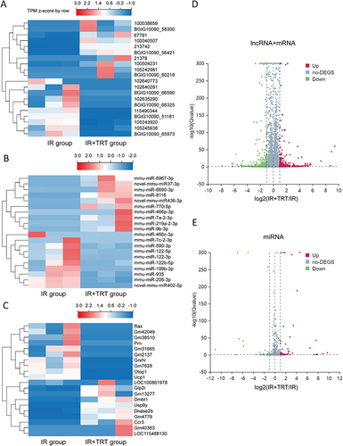 Figure 2 The expression profiles of lncRNAs, miRNAs, and mRNAs in the radiation-induced lung injury (RILI) and Troxerutin pre-treated mice. A total of 150 upregulated and 189 downregulated lncRNAs are displayed in (A) the heat map and (D) the volcano plot; 43 upregulated and 15 downregulated miRNAs are displayed in (B) the heat map and (E) the volcano plot; and 184 upregulated and 146 downregulated mRNAs are displayed in (C) the heat map and (D) the volcano plot. Red represents upregulation and blue represents downregulation.