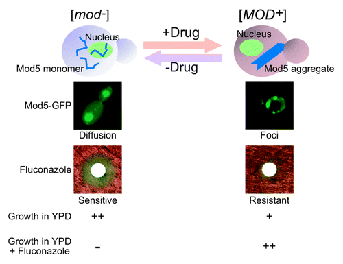 Figure 2. Prion conversion as a molecular switch to respond to environmental stress. [mod−] yeast contains the Mod5 protein as a soluble and functional monomer while [MOD+] yeast contains the Mod5 protein in its aggregated non/less functional form (top, schematic illustration). Mod5-GFP exhibits nuclear and cytoplasmic diffusible localization in [mod−] yeast cells, while Mod5-GFP forms cytoplasmic foci in [MOD+] yeast cells (middle images). [mod−] yeast show the sensitivity to antifungal drugs such as fluconazole and ketoconazole whereas [MOD+] yeast are resistant against them (bottom images). Prion conversion between [mod-] and [MOD+] occurs at very low frequency. However, in the presence of environmental stress such as antifungal drugs, [MOD+] yeast cells become dominant because of the newly acquired drug resistant phenotype. Once cells are released from the environmental stress, [mod−] yeast cells rapidly become dominant due to their growth advantage under normal conditions. Thus, the prion conversion of Mod5 acts as a “molecular switch” for enhanced survival under different conditions.