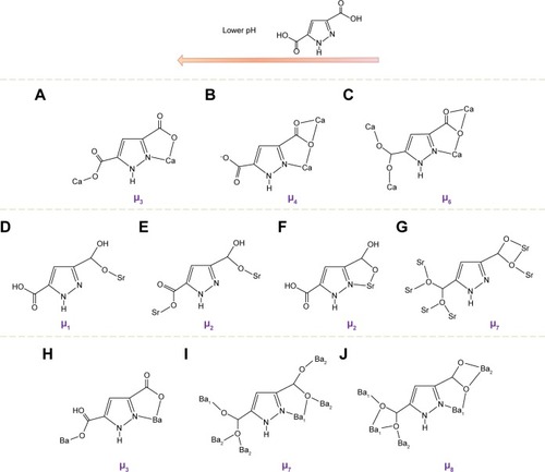 Figure 3 The connectivities (μn, n represents connecting number) between the metal cations and ligands of H3pdc regulated by pH values.Note: Metal cations including Ca2+ (A–C), Sr2+ (D–G), and Ba2+ (H–J). Reprinted with permission from Pan L, Frydel T, Sander MB, Huang XY, Li J. The effect of pH on the dimensionality of coordination polymers. Inorg Chem. 2001;40:1271–1283. Copyright © 2001, American Chemical Society.Citation41
