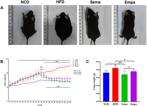 Figure 1 (A) Visual representations of standard mice, mice with obesity, those treated with semaglutide, and mice treated with empagliflozin. (B) Observations of body weight fluctuations in mice across NFD, HFD, Sema, and Empa groups. (C) Changes in lung weight of four different mice groups. “ns”P ≥ 0.05, *P < 0.05, **P < 0.01, ****P < 0.0001 NCD vs HFD, ###P < 0.001, ####P < 0.0001 HFD vs Sema, &P < 0.05, &&&P < 0.001, &&&&P < 0.0001 HFD vs Empa.