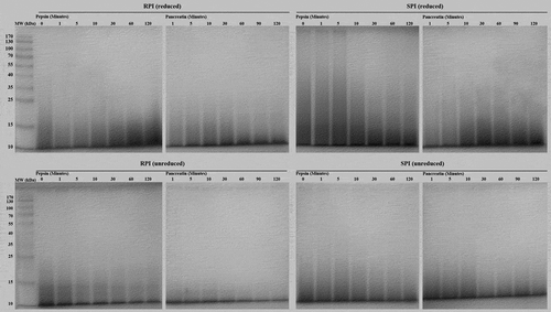 Figure 2 Reduced and unreduced SDS-PAGE profiles of RPI and SPI digested with sequential pepsin and pancreatin.