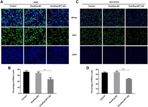 Figure 3 Overexpressed WT1-AS suppressed NSCLC cell proliferation. (A and B) EdU-positive cells of A549 were assessed by EdU staining to evaluate the effects of overexpressed WT1-AS on NSCLC cell proliferation. (C and D) EdU-positive cells of NCI-H1975 cells were assessed by EdU staining to evaluate the effects of overexpressed WT1-AS on NSCLC cell proliferation. **p<0.01, ***p<0.001.