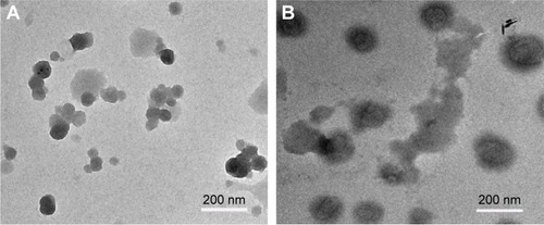 Figure 6 TEM images of Pluronic-PEI-SS/DNA complex (N/P of 20) without (A) or with (B) DTT (310 mM).Abbreviations: TEM, transmission electron microscopy; PEI, polyethyleneimine; DTT, 1,4-dithiothreitol; N/P, nitrogen to phosphate; PEI-SS, disulfide-linked PEI.