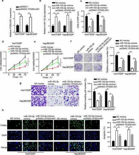 Figure 4. FGD5-AS1 regulates DDP resistance in DDP-resistant HCC cells by targeting miR-153-3p expression. (a) RT-qPCR was used to determine relative FGD5-AS1 expression in Huh7/DDP and Hep3B/DDP cells transfected with pcDNA3.1 or pcDNA3.1/FGD5-AS1. (b) RT-qPCR was used to analyze relative miR-153-3p expression in DDP-resistant HCC cells transfected with NC mimic, miR-153-3p mimic and miR-153-3p mimic + pcDNA3.1/FGD5-AS1. (c) CCK-8 assay was used to determine the IC50 value of DDP in Huh7/DDP and Hep3B/DDP cells transfected with NC mimic, miR-153-3p mimic and miR-153-3p mimic + pcDNA3.1/FGD5-AS1. (d and e) CCK-8, (f) colony formation, (g) Transwell and (h) TUNEL assays were used to analyze the proliferation, invasion and apoptosis, respectively, of Huh7/DDP and Hep3B/DDP cells transfected with NC mimic, miR-153-3p mimic and miR-153-3p mimic + pcDNA3.1/FGD5-AS1. *P < 0.05