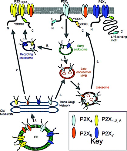 Figure 1.  Trafficking of P2X receptors to and from the plasma membrane. The P2X receptor subtypes are broadly classified into four groups based upon their trafficking behaviour. Motifs that have been shown to be determinants of receptor trafficking are indicated. Plasma membrane (1–2), P2X1-7 receptors stabilized by YXXXK motif. Deletions within LPS-binding motif of P2X7, inhibit plasma membrane expression. Endosomes (4–6), P2X4 constitutively internalized from the plasma membrane via dynamin and AP-2 dependent process involving IL and YXXGL motifs. Receptors can be recycled but are predominantly targeted to lysosomes. P2X1,5 and 7 are internalized in response to chronic agonist application. They recycle back to the plasma membrane. Lysosomes (3, 7–9), P2X4 is targeted to lysosomes, protected from degradation and released via exocytosis. P2X4/6 and P2X4/5 assemblies are also targeted here. Delivery to lysosomes may be via a direct pathway from the TGN as well as an indirect pathway via the plasma membrane. ER, P2X1,2,3,5 exported as homo- and heterotrimers. P2X4 rapidly exported as homo- and hetero-trimers. P2X6 retained as a monomer or exported as a heterotrimer. P2X7 exported as a trimer or retained incorrectly assembled.