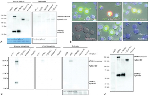 Figure 4. Localization and binding properties of recombinant AGNimB2 and AgEater proteins. (A) A non-reducing SDS-PAGE western blot (WB) of culture medium and cell lysate from transfected Sf9 cell lines, probed using an anti-Strep tag antibody. LRIM1 is expressed in both its dimeric (150 kDa) and monomeric (59·6 kDa) form, rAgNimB2 is monomeric (44 kDa), rAgEater secreted (SC) (97 kDa) and full-length (FL) (109 kDa) are monomeric. As a control, a mock transfection was conducted without DNA. All proteins are secreted into the culture medium, with only LRIM1 and rAgEater present at detectable levels in the cell lysate. Actin was used as a loading control for cell lysate, and Coomassie stains carried out on all samples. (B) Fluorescent images of Sf9 cells transfected with expression plasmids (pIEX10) containing intracellular GFP (iGFP) alone or together with LRIM15, rAgNimB2, rAgEater FL, or mock transfected (Negative). Cells imaged by phase contrast microscopy and fluorescent images overlaid; green: GFP, Red: Strep tag-labeled proteins (LRIM15, rAgNimB2, and rAgEater FL), Blue: DAPI. (D) Non-reducing SDS-PAGE WB probed for Strep tag containing proteins which were selected for binding ability to either Staphylococcus aureus bioparticles, Escherichia coli bioparticles, or Plasmodium berghei ookinetes. Secreted GFP (sGFP) was used as a negative control, LRIM1 as a positive control. Only LRIM1 showed binding to E. coli, S. aureus, and ookinetes, with only S. aureus binding both the LRIM1 monomer and homodimer. PBS-21 was used as a loading control in the ookinete assay. Even loading for all samples was confirmed by Coomassie staining (not shown). (D) Non-reducing SDS-PAGE WB probed for Strep tag containing recombinant protein to confirm their presence in culture medium from transfected sf9 cells (transfected with sGFP, LRIM1, AgNimB2, and AgEater SC) for use in binding assays. All blots are representative of two independent biological replicates.
