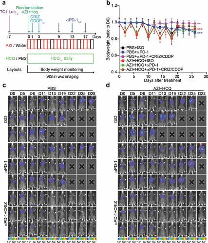 Figure 3. Influence of hydroxychloroquine plus azithromycin on the efficacy of anticancer chemo-immunotherapy. Orthotopic NSCLC were established by intravenous (i.v.) injection of 5 × 105 TC1 cells stably expressing luciferase (TC1 Luc+) and tumor incidence in the lung was detected by bioluminescence. Mice (n = minimum of 8 mice per group) were treated with crizotinib (CRIZ) plus cisplatin (CDDP) or equivalent volumes of PBS, and combined or not with monoclonal antibody to PD-1 (αPD-1) or isotype antibody (ISO), either alone or in combination with hydroxychloroquine (HCQ, i.p.) plus azithromycin (AZI) in drinking water as illustrated in the scheme (a). Bodyweight of mice was measured every 2 days, and tumor size was monitored by luciferase activity every 3 to 4 days. Bodyweight (ration to 1st measurement after randomization) is reported as mean ± SEM (b). Statistical analysis was performed by means of two-way ANOVA test, ***P < .001 as compared to the PBS group (n = 8–11 mice per group). Representative time-lapse images of 3 mice from different groups are reported in (c and d).