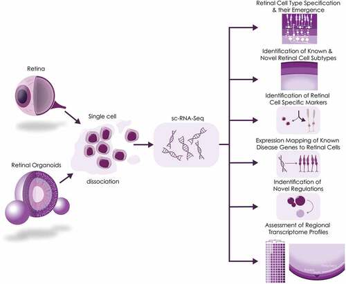 Figure 3. scRNA-Seq analysis of retina and pluripotent stem cell-derived retinal organoids: current insights.