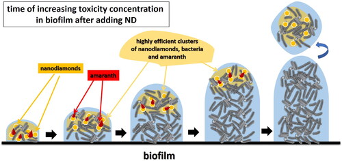 Figure 9. Mechanism of formation of high-performance clusters of nanodiamonds, bacteria and amaranth in the biofilm, after the addition of nanodiamonds to the system.