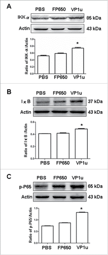 Figure 5. Expression of IKK-α, IκB, and p-P65. Liver lysates obtained from BALB/c mice receiving COS-7 cells without tranfection, COS-7 cells transfected with pTurboFP650, and COS-7 cells transfected with pTurboFP650-VP1u are shown after the treatments were probed with antibodies against (A) IKK-α, (B) IκB, and (C) p-P65. Bars represent the relative protein quantification on the basis of actin. Similar results were observed in 3 independent experiments, and * indicates the significant difference, P < 0.05.