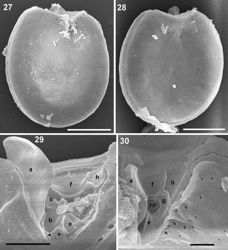 Figs 27–30. Prorocentrum emarginatum, strain Dn31EHU. 27–30. SEM. 27. Right valve view showing the V-shaped excavation of the periflagellar area and the large flange. 28. Left valve view. 29. Periflagellar area with the platelets not hidden by platelet ‘a’. 30. Detail of the two sizes of thecal pores which border the periflagellar area. Scale bars: 2 µm (Figs 29, 30); 10 µm (Figs 27, 28).