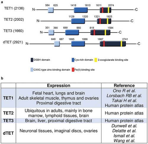 Figure 2. Comparison of human and D. melanogaster TET protein structure and expression. (a). Three TET proteins are found in humans in comparison to one TET (dTet) homologue in D. melanogaster. All share a conserved cysteine-rich domain (dark blue colour) and a DSBH (Double Stranded Beta-Helix) domain (dark grey colour). TET2 lacks the CXXC DNA binding domain (light blue colour). The Fe(II)-binding site (red colour) and 2-oxoglutarate binding site (yellow colour) are both located within the catalytic domain. (b). An overview of TET expressing tissues in humans and D. melanogaster.