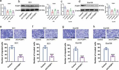 Figure 2. Effects of PCBP1 knockdown on migration and invasion of esophageal squamous cell carcinoma cells. (a, b) Knockdown efficiency of three shRNAs targeting PCBP1 in EC1 cells was tested by qPCR and western blot analysis. (c, d) Knockdown efficiency of three shRNAs targeting PCBP1 in Eca109 cells was measured by qPCR and western blot analysis. (e, f) PCBP1 knockdown attenuated migratory and invasive abilities of EC1 cell. (g, h) PCBP1 knockdown reduced migratory and invasive capabilities of Eca109 cell. Comparisons between two groups were performed with unpaired student t-test. One-way ANOVA with Dunnett post hoc test was used for multiple comparisons. Error bars represented as S.D. *P < 0.05; **P < 0.01; ***P < 0.001.