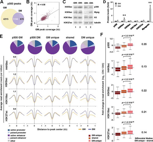 Figure 1. Histone acetylation at p300-associated loci in early myoblast differentiation.(A) Union analysis of p300 peaks in proliferating C2C12 myoblasts (GM) and myoblasts differentiated for 24 hours (DM). (B) Correlation plot of p300 peak coverage in proliferating and differentiating myoblasts, where each dot represents the absolute length of a p300 peak shared between GM and DM conditions (n = 1190; R = Spearman’s correlation coefficient). (C) Western analysis of p300, myogenin, and the indicated histone marks with β-tubulin as a loading control. (D) Quantification of the blots in panel C is presented as fold change in relation to proliferating myoblasts (error bars: SD; n = 3; **, P <0.01). (E) Annotation of chromatin state association of the p300 peaks as categorized in Panel A. Shown are also the average read enrichment profiles of H4K8ac, H3K9ac, H3K18ac, and H3K27ac spanning 2 kb across the indicated p300 loci annotated above. (F) Boxplots present log2-fold change in signal enrichment at the p300 loci. The differential median between enrichment at p300 loci unique to differentiation or shared are displayed to the right (Wilcoxon signed-rank test, P <0.05).