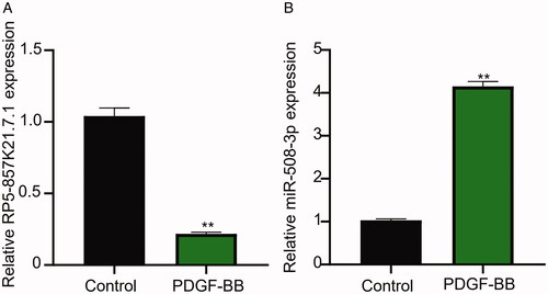 Figure 1. The lncRNA RP5-857K21.7 is significantly downregulated while miR-508-3p upregulated in PDGF-BB-induced ASMCs. (A) QRT-PCR analysis shows that the stimulation of ASMCs with PDGF-BB significantly inhibited RP5-857K21.7 mRNA expression level compared to the blank control group, suggesting that RP5-857K21.7 expression could regulate the biological effect of PDGF-BB on ASMCs. (B) QRT-PCR analysis confirmed that miR-508-3p was markedly upregulated in PDGF-BB-induced ASMCs, indicating that abnormal miR-508-3p expression may play a role in PDGF-BB-induced ASMCs. All experimental data are shown as the mean ± SD of at least three independent experiments with a significance level of p < .05 (**p < .01).