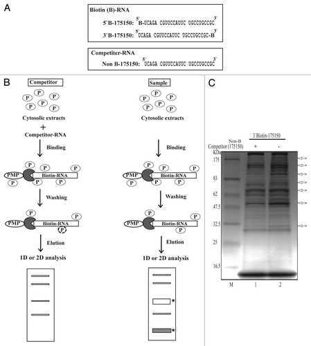 Figure 2. Schematic representation of the procedure for one-step purification of RNA binding proteins. (A) RNA oligonucleotides containing 25 nucleotide sequences with or without biotin label. (B) Outline of the modified one-step purification of RBPs using an affinity column. RNA oligonucleotides biotinylated on the 5′- or 3′-terminus were used as affinity particles. Cytosolic proteins were added to the affinity particles, incubated and washed. Proteins bound to the particles were released by heating in SDS sample buffer. Competitor experiments to eliminate non-specific proteins and to identify specific binding (filled star) were performed by preincubating the cytosolic proteins with a 2-fold excess of nonbiotinylated RNAs (Non B-175150) as competitors prior to affinity binding. (C) Coomassie-stained gel of RNA binding proteins purified from NS20Y cytosolic extracts with competitor. The competitor RNA sequences are shown in panel A.