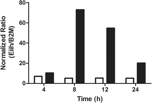 Figure 5.  Time-course of hepatic Eiih expression induced by AMG. Eiih was expressed the greatest 8 and 12 h after AMG treatment (solid bars) as compared to control (open bars). Rats were treated with 80 mg AMG/kg, and liver samples were taken for RT-PCR analysis. Eiih expression was normalized to β2-microglobulin (β2M) as a housekeeping gene and a calibrator control. RT-PCR was run in triplicate (n = 2).