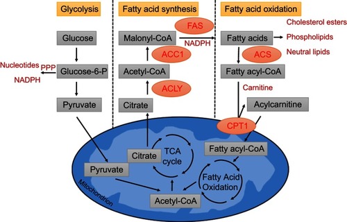 Figure 1 Metabolic pathway of glycolysis, FAS and FAO. Glycolysis converts glucose into pyruvate, which can enter the tricarboxylic acid (TCA) cycle. Glycolysis also feeds the pentose phosphate pathway (PPP), which generates ribose for nucleotides and NADPH. Citrate can be fully oxidized to generate ATP or transported to the cytoplasm where it is converted back to acetyl-CoA by ATP citrate lyase (ACLY). A portion of the acetyl-CoA is carboxylated to malonyl-CoA by acetyl-CoA carboxylase 1 (ACC1). Fatty acid synthase (FAS) performs the condensation of acetyl-CoA and malonyl-CoA to produce the 16-carbon saturated fatty acid palmitate and other saturated long-chain FAs. In the cytosol, fatty acy-CoA synthases (ACS) activate fatty acids by converting them to fatty acyl-CoA. Fatty acyl-CoA is converted to acylcarnitine by CPT1 on ther outer mitochondrial membrane and transported to the mitochondrial matrix. In the mitochondrial matrix, fatty acyl-CoA is oxidized to acetyl-CoA through fatty acid oxidation.