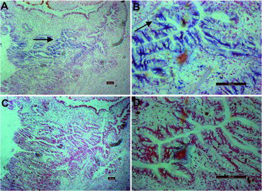 Figure 4. Expression pattern of pfmg2 in mantle tissue visualized by in situ hybridization.