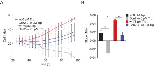 Figure 5. Gcn2 protects cells against the effects of Trp shortage and enables them to optimally make use of Trp when it is replenished.(A) MEFs were cultured in the presence or absence of 78 µM Trp following a 24 h period of Trp starvation. Cell proliferation of wt and Gcn2-/- MEFs was monitored by the xCELLigence RTCA system. Displayed are the values measured every 4 h over a 3-day period. (B) Slopes of the proliferation curves depicted in (A). Data are expressed as mean ± s.e.m. Statistical significance is assumed at P < 0.05 (*P < 0.05, **P < 0.01, ***P <0.001).