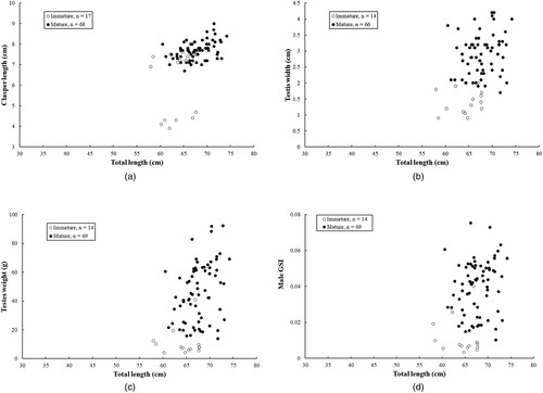 Figure 3. Relationships of (A) clasper length, (B) testis width, (C) testes weight, and (D) gonadosomatic index (GSI) versus total length for male Arabian carpet sharks used in this study.